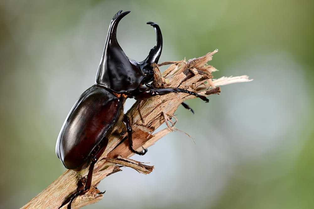 Kumbang Ciri Ciri dan Klasifikasi