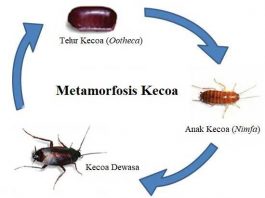 Metamorfosis Kecoa