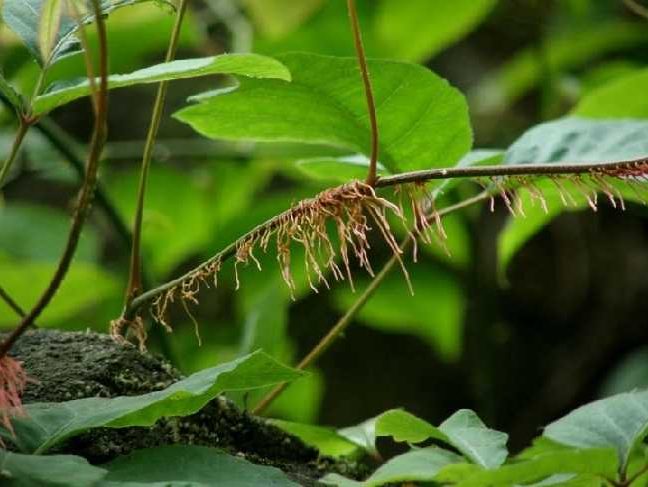 Akar Tumbuhan Fungsi Dan Jenis Jenisnya Jagad Id