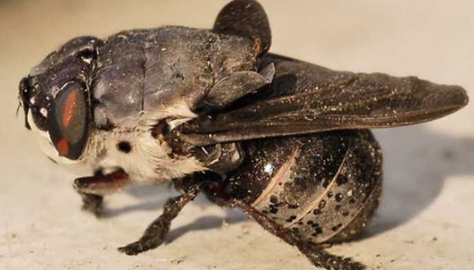 Contoh Gambar Simbiosis Parasitisme Botfly dan Manusia