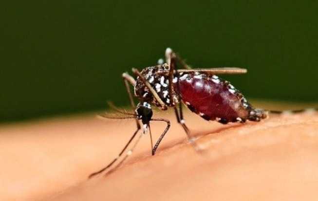 Contoh Gambar Simbiosis Parasitisme Manusia dan Nyamuk Malaria