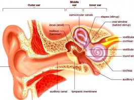 Pengertian Indra Pendengaran Struktur Bagian, Fungsi dan Cara Kerja