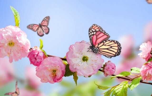 Simbiosis Mutualisme Kupu kupu dan Lebah Dengan Bunga