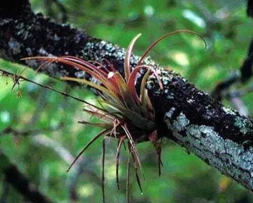 Simbiosis Parasitisme Tanaman Benalu dan Pohon Inang