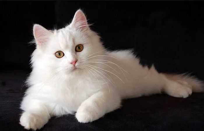 Cara Merawat Kucing Persia Yang Tepat dan Mudah