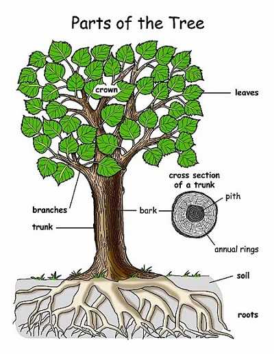 Pengertian Pohon Adalah - Arti, Bagian, Faktor Pertumbuhan dan Manfaat