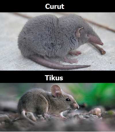 Perbedaan Curut Dan Tikus