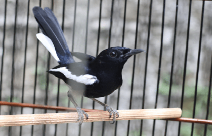 Merawat Burung Kacer