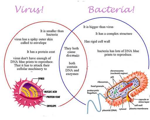 Perbedaan Virus Dan Bakteri Adalah - Definisi, Arti, Ciri, Karakteristik, Penyakit, Contoh, Struktur Bagian, Anatomi Dan Reproduksi