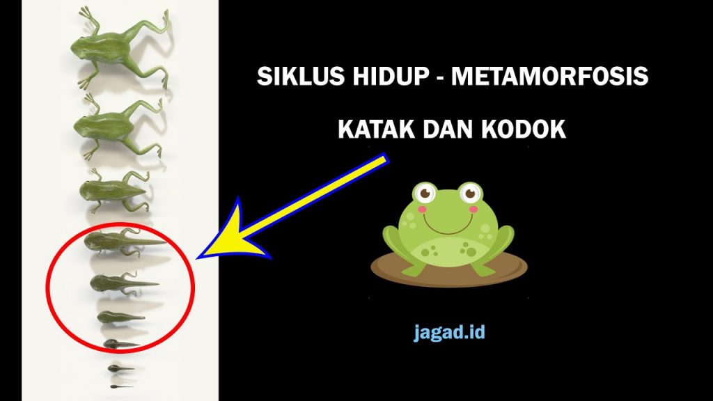 Pengertian Siklus Hidup : Arti, Macam Dan Contoh - JAGAD ID