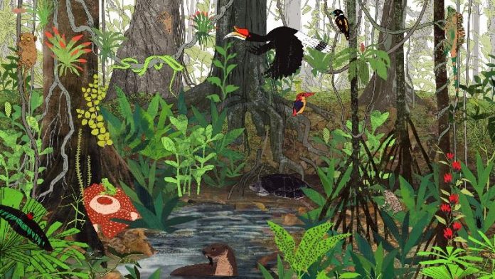 Bioma Hutan Hujan Adalah Definisi Arti, Contoh, Gambar, Pengertian, Ciri, Iklim, Macam Jenis, Flora dan Fauna