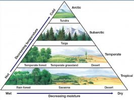 Definisi Bioma adalah Pengertian, Fungsi, Ciri-Ciri, Faktor Macam Jenis dan Contoh Gambar