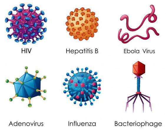Pengertian Virus Adalah Biologi Arti Definisi Sejarah, Ciri, Karakteristik Gambar Contoh Habitat, Struktur dan Reproduksi