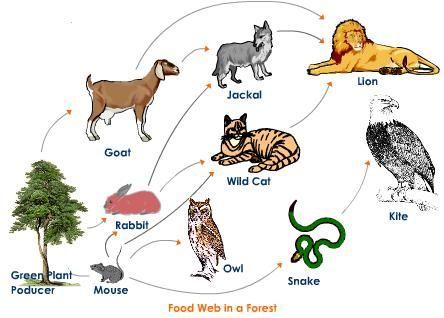 Rantai Makanan Hutan Adalah Definisi Fauna Komponen, Manfaat, dan Contoh Gambar