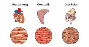 Pengertian Otot Adalah Fungsi, Jenis, Struktur dan Komponen