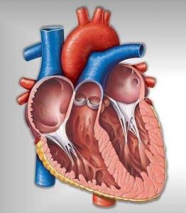 Pengertian Otot Jantung Adalah Ciri Ciri, Fungsi, Struktur, Cara Kerja dan Gangguan