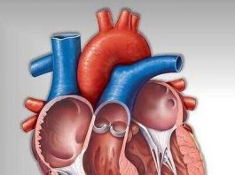 Pengertian Otot Jantung Adalah Ciri Ciri, Fungsi, Struktur, Cara Kerja dan Gangguan