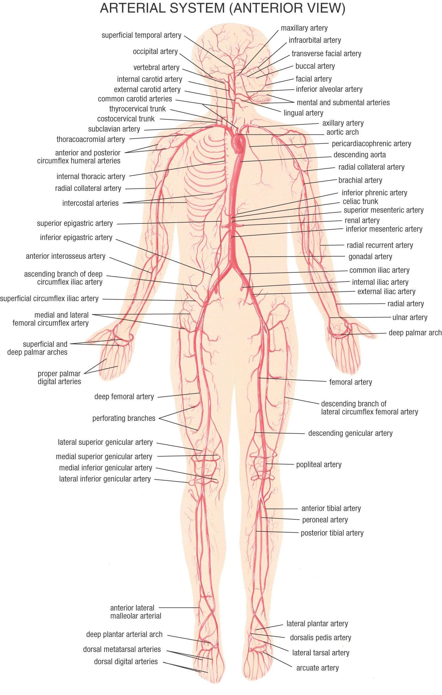Otot apakah yang ada di saluran peredaran darah manusia