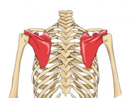 Tulang Belikat Adalah Fungsi, Ciri Ciri, Bentuk, Struktur, Pergerakan dan Pelekatan Otot