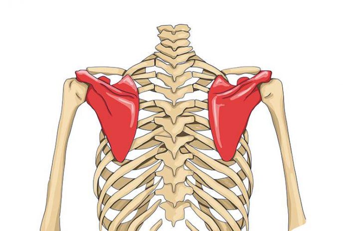 Tulang Belikat : Fungsi, Ciri Ciri, Bentuk, Struktur, Pergerakan dan