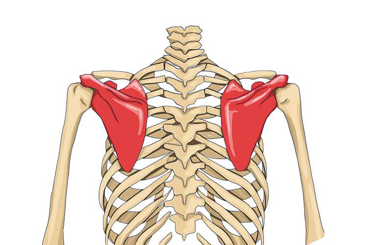 Persendian yang terjadi antara tulang lengan atas dan bahu disebut sendi