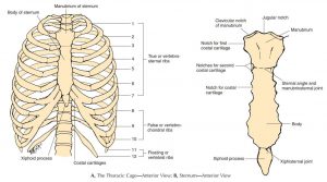 Tulang Dada Susunan, Ciri Ciri, Fungsi, Anatomi dan Proses Pembentukan