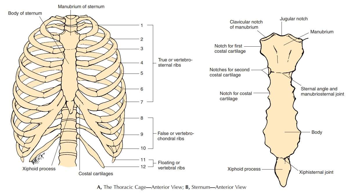 Tujuh pasang tulang rusuk sejati melekat pada tulang dada, yakni pada bagian