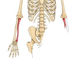 Tulang Hasta Adalah Pengertian, Bentuk, Fungsi, Struktur, Proses Pertumbuhan dan Bagian