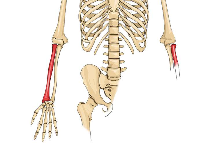 Tulang Pengumpil Adalah Pengertian, Fungsi, Struktur, Otot dan Karakteristik
