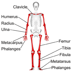 Tulang Pipa Adalah Pengertian, Ciri Ciri, Struktur, Fungsi, Pertumbuhan dan Jenis