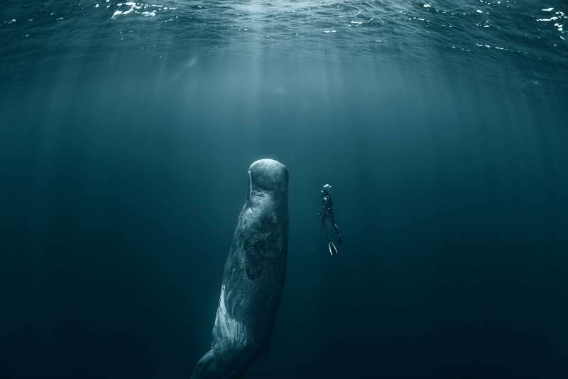 1 Gambar Paus Sperma - Sperm Whale