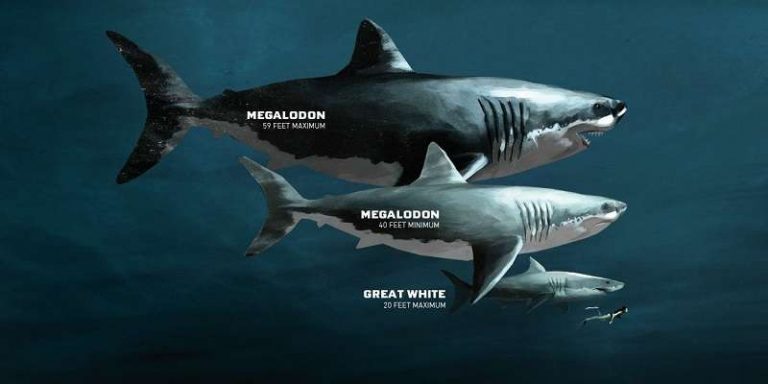 Hiu Megalodon : Bentuk, Ukuran, Habitat, Makanan, Kepunahan dan Foto