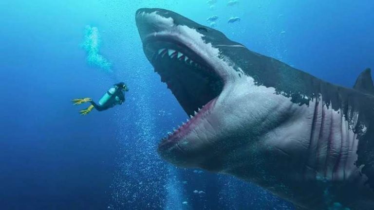 Hiu Megalodon : Bentuk, Ukuran, Habitat, Makanan, Kepunahan dan Foto