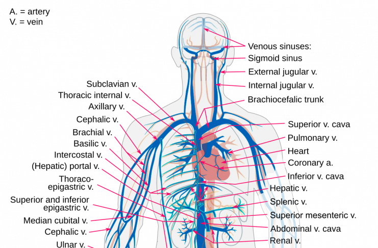Gambar Anatomi Pembuluh Darah Vena Pada Tubuh Manusia