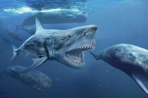 Pengertian Sejarah Hiu Megalodon - Bentuk, Ukuran, Habitat, Makanan, Kepunahan dan Foto Gambar