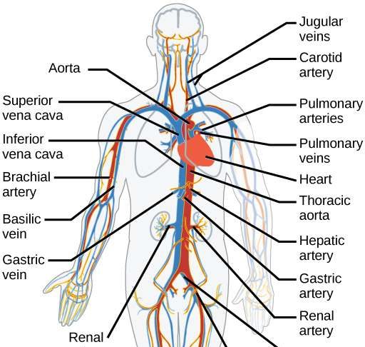 Pembuluh Darah Arteri Adalah Pengertian, Fungsi, Jenis Jenis, Struktur dan Lapisan