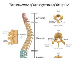 Tulang Belakang Pengertian dan Struktur Bagian