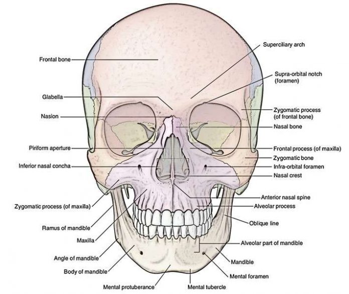 Tulang Tengkorak Pengertian, Fungsi, Struktur Bagian dan Kerusakan