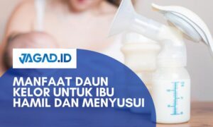 Manfaat Daun Kelor untuk Ibu Hamil dan Menyusui