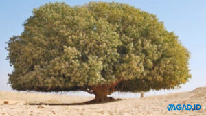 Pohon Sahabi, Yordania
