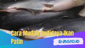 budidaya ikan patin