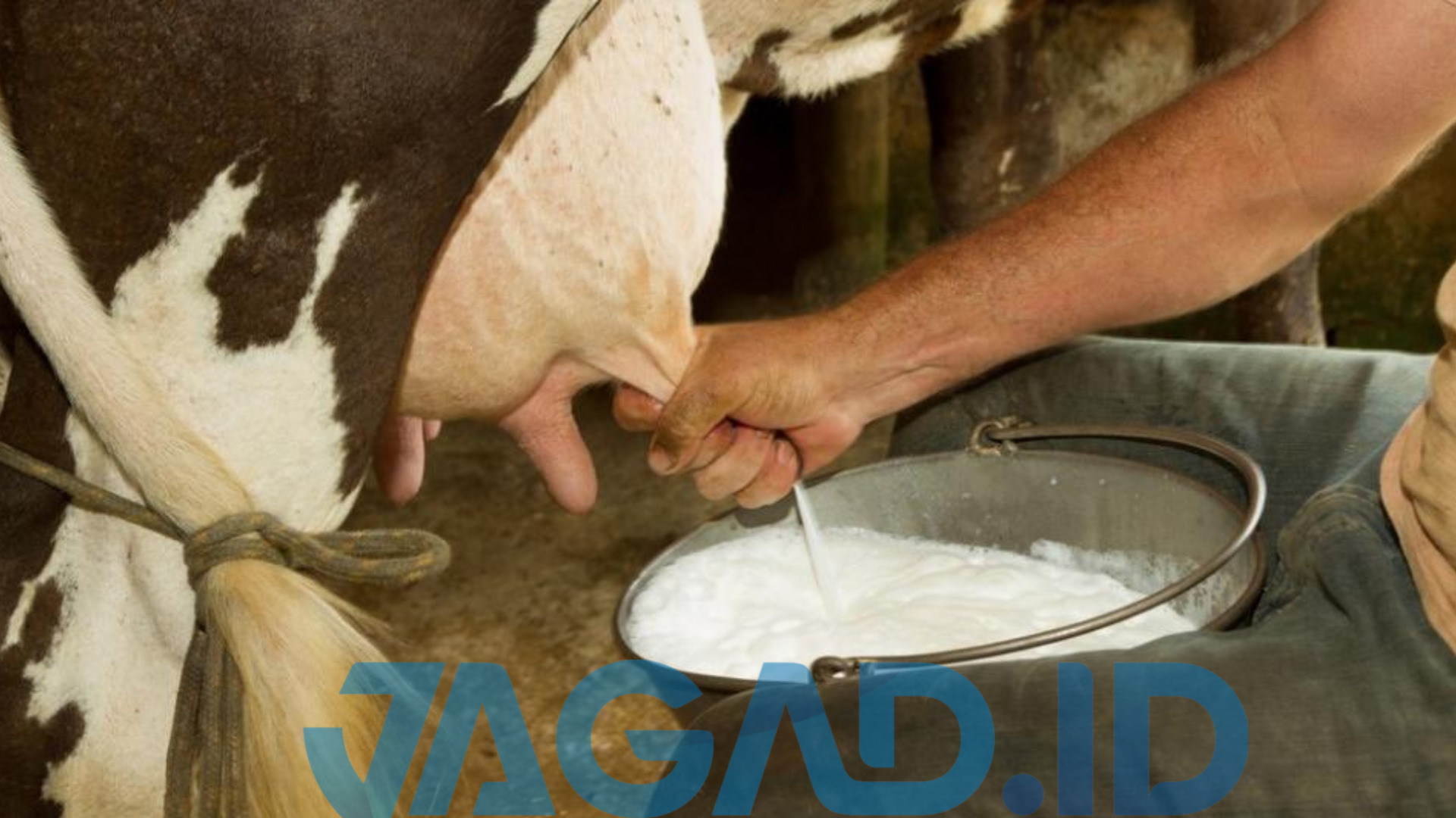 produksi susu sapi