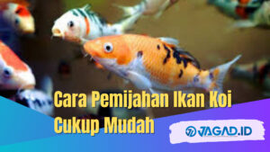 Cara Pemijahan Ikan Koi