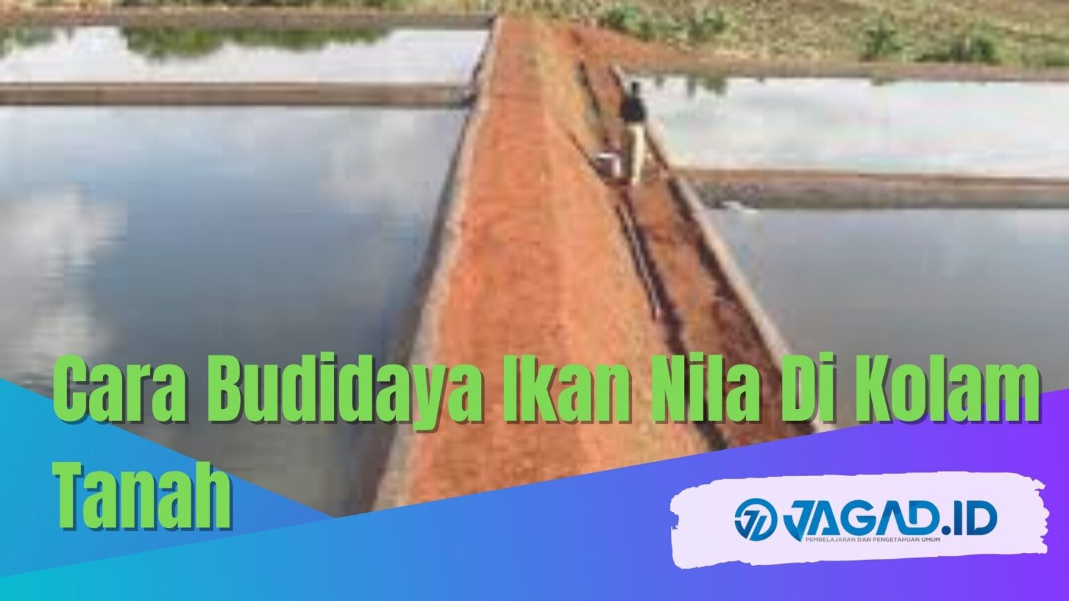 Cara Budidaya Ikan Nila Di Kolam Tanah - JAGAD ID