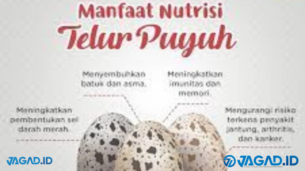 Manfaat Telur Puyuh Untuk Tubuh Jagad Id