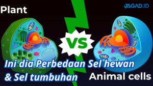 Perbedaan Sel hewan dan Sel tumbuhan