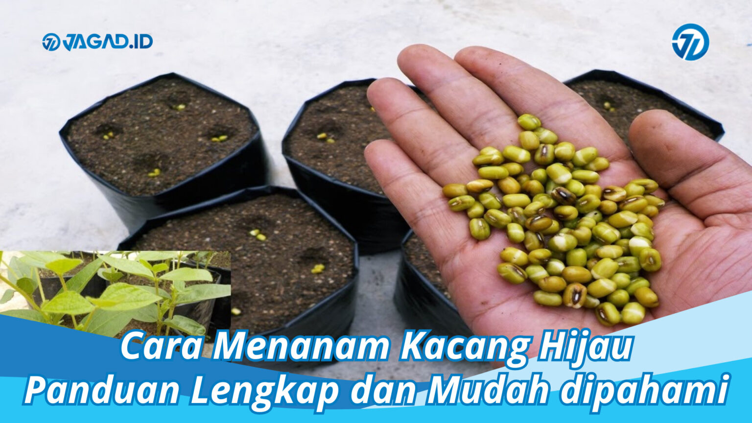 Cara Menanam Kacang Hijau, Tutor Lengkap Dan Mudah Dipahami - JAGAD ID