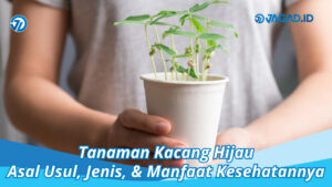 tanaman kacang hijau