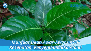 Manfaat Daun Awar-Awar