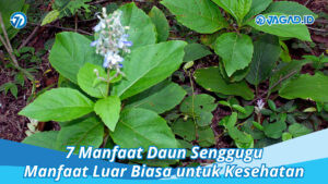 Manfaat Daun Senggugu